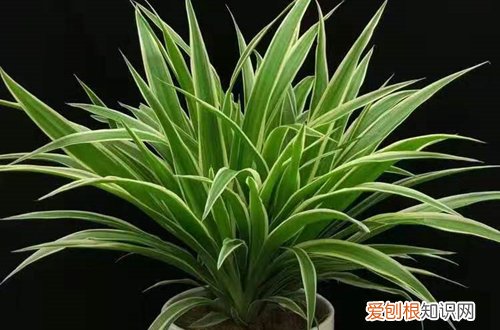 吊兰的叶子特点 怎么才能养出株型、高雅叶色秀、叶质挺拔的吊兰呢