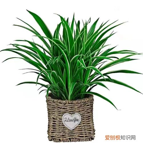 吊兰的叶子特点 怎么才能养出株型、高雅叶色秀、叶质挺拔的吊兰呢