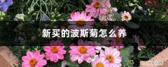 波斯菊在家养好吗 新买的波斯菊怎么养