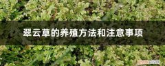 翠云草的养殖方法和注意事项 翠云草的养殖方法和注意事项