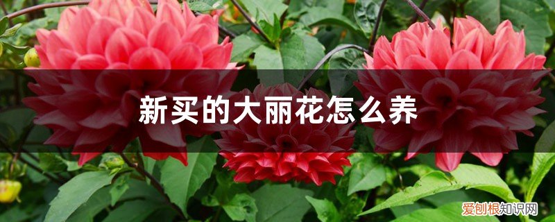 新买的大丽花怎么养护 新买的大丽花怎么养