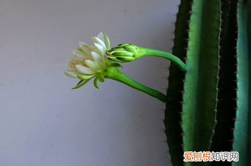 图 仙人柱为什么越长越歪 仙人柱长歪了怎么办