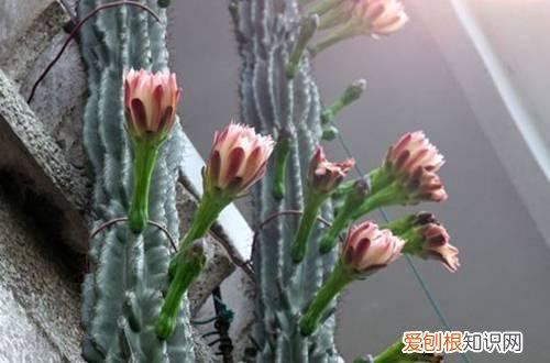 图 仙人柱为什么越长越歪 仙人柱长歪了怎么办