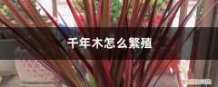 千年木截枝怎么养 千年木怎么繁殖，怎么修剪