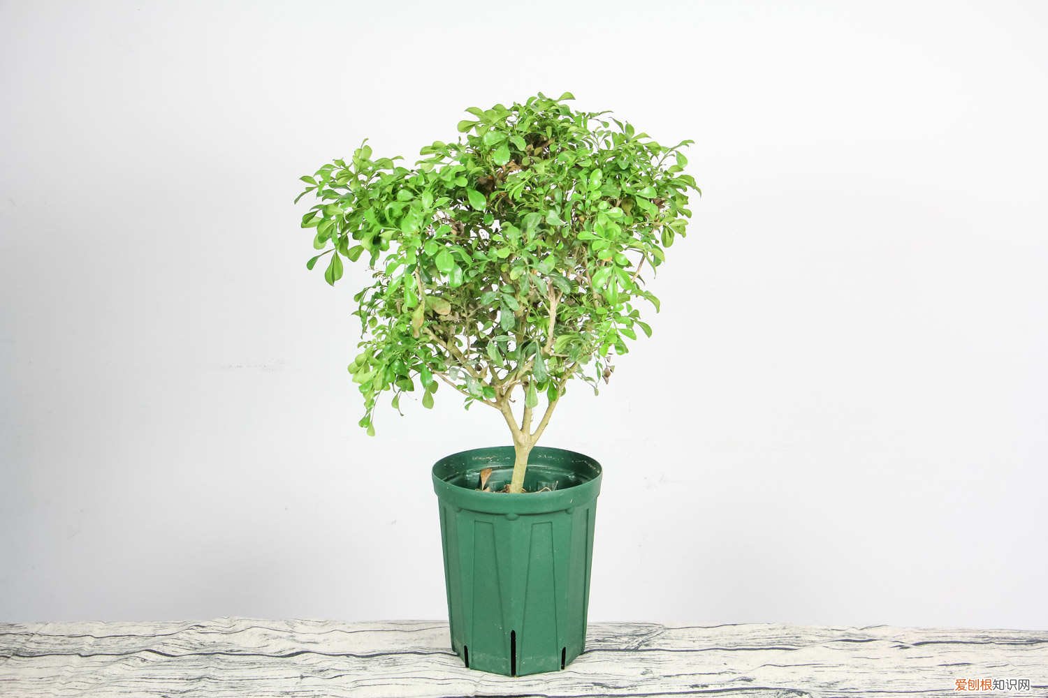 米兰开花之后需要修剪吗?怎样修剪? 米兰花怎么修剪造型，几月份修剪