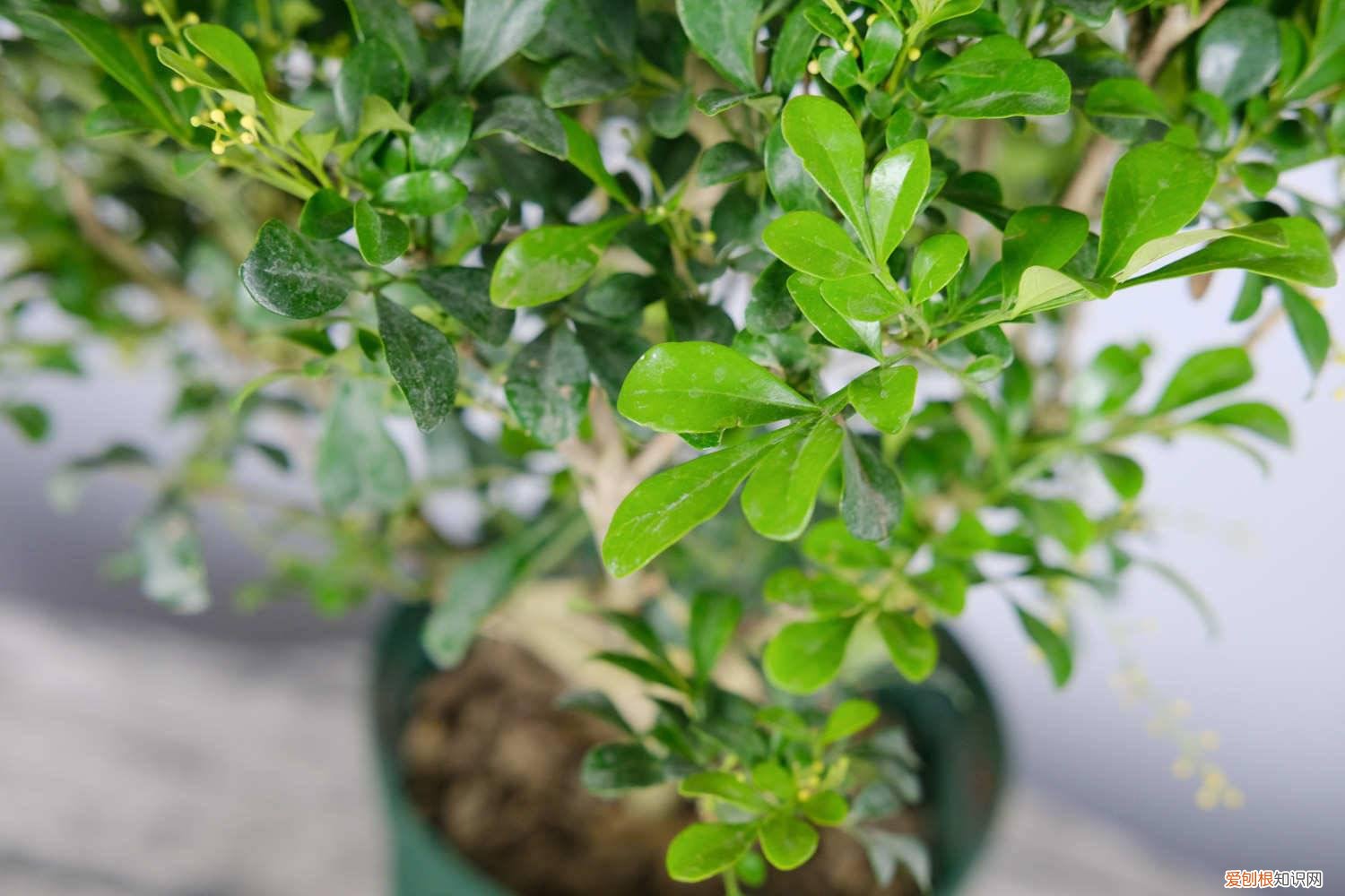 米兰开花之后需要修剪吗?怎样修剪? 米兰花怎么修剪造型，几月份修剪