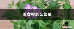 美女樱的扦插方法及时间 美女樱怎么繁殖，什么时候扦插