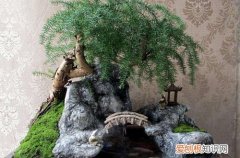 图 澳洲松盆景怎么养 澳洲松盆景的养殖方法和注意事项