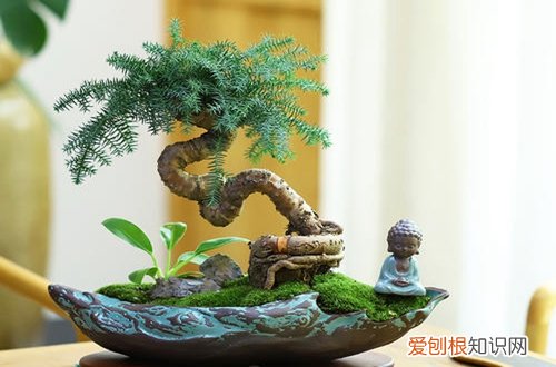 图 澳洲松盆景怎么养 澳洲松盆景的养殖方法和注意事项