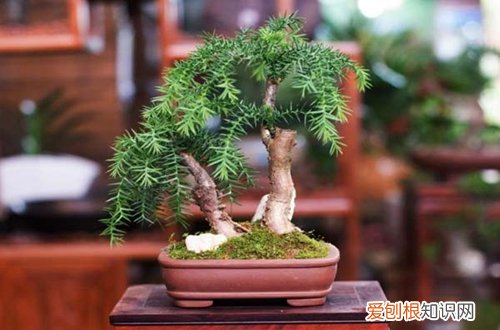 图 澳洲松盆景怎么养 澳洲松盆景的养殖方法和注意事项
