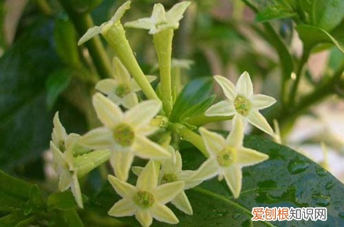 图 夜来香怎么养 夜来香的养殖方法和注意事项