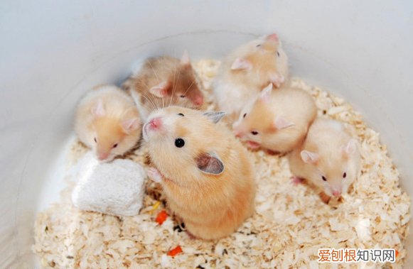 一线仓鼠不能吃什么，仓鼠吃什么不吃什么