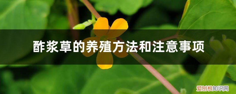 酢浆草的养殖方法和注意事项图片 酢浆草的养殖方法和注意事项