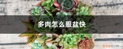 多肉开始服盆的表现 多肉怎么服盆快，没有服盆的表现