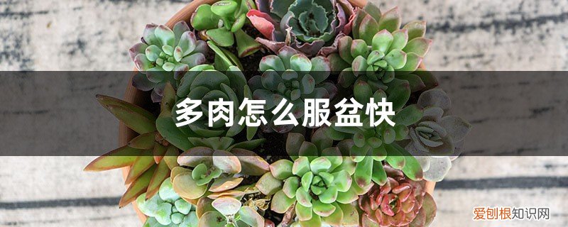 多肉开始服盆的表现 多肉怎么服盆快，没有服盆的表现