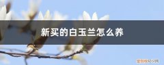 新买的白玉兰怎么养活 新买的白玉兰怎么养