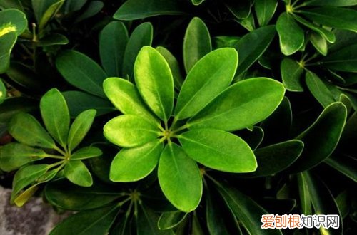 图 鸭掌木怎么养才旺盛？鸭掌木的养殖方法和注意事项(鸭掌木的养植方法)