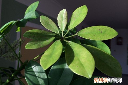 图 鸭掌木怎么养才旺盛？鸭掌木的养殖方法和注意事项(鸭掌木的养植方法)