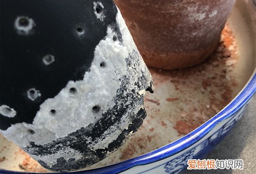 花卉种植小常识 一些好的花卉种植习惯和种花神器在这里，快来了解下吧！