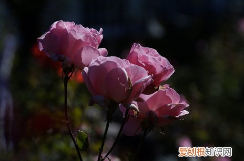 图 玫瑰怎么地栽养殖 玫瑰的地栽养殖方法和注意事项