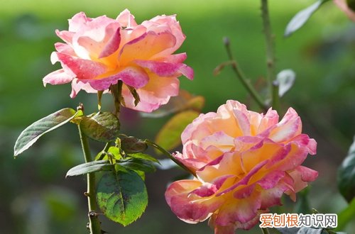 图 玫瑰怎么地栽养殖 玫瑰的地栽养殖方法和注意事项