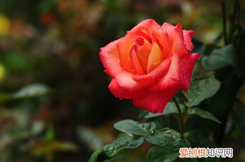 图 玫瑰怎么地栽养殖 玫瑰的地栽养殖方法和注意事项