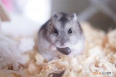 一线仓鼠可以群养吗，仓鼠群养还是单养