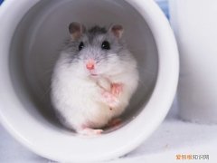 一线仓鼠为什么会无缘无故的死，仓鼠为什么会莫名其妙的死