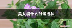 美女樱什么时候播种,怎么播种 美女樱什么时候播种，怎么播种