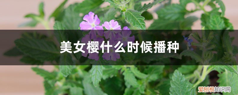 美女樱什么时候播种,怎么播种 美女樱什么时候播种，怎么播种