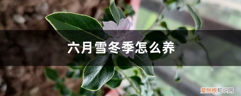 六月雪冬季怎么养,冬天会落叶吗视频 六月雪冬季怎么养,冬天会落叶吗
