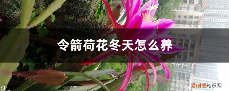 令箭荷花冬天怎么养,防寒是关键 令箭荷花冬天怎么养，冬天可以修剪吗