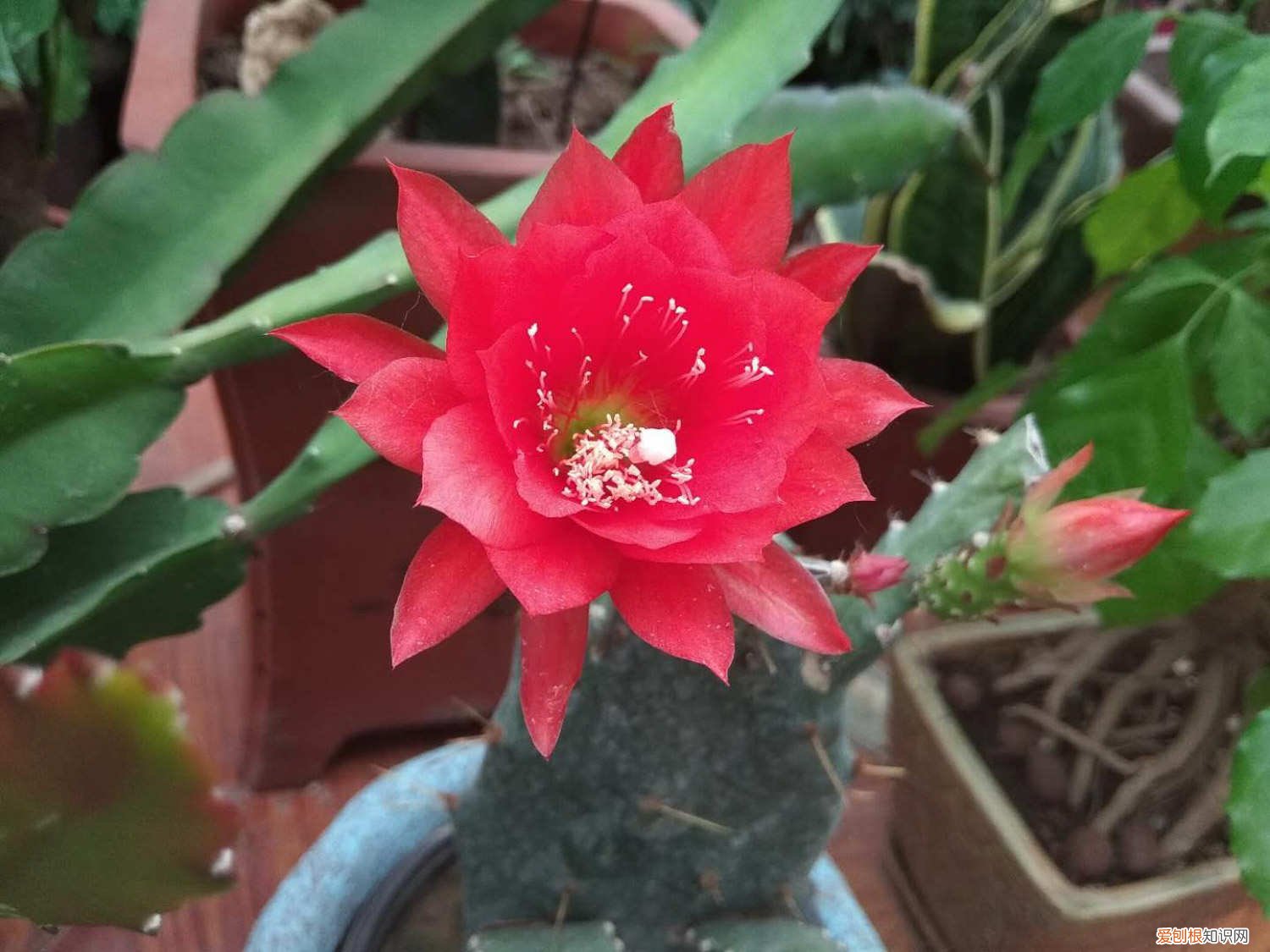 令箭荷花冬天怎么养,防寒是关键 令箭荷花冬天怎么养，冬天可以修剪吗