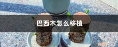 巴西木怎么栽培 巴西木怎么移植，移植后怎么养