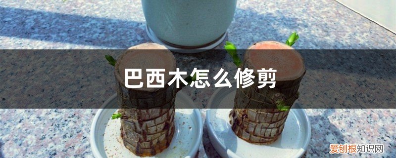 巴西木怎么修剪,打顶后多久发芽出土 巴西木怎么修剪，打顶后多久发芽