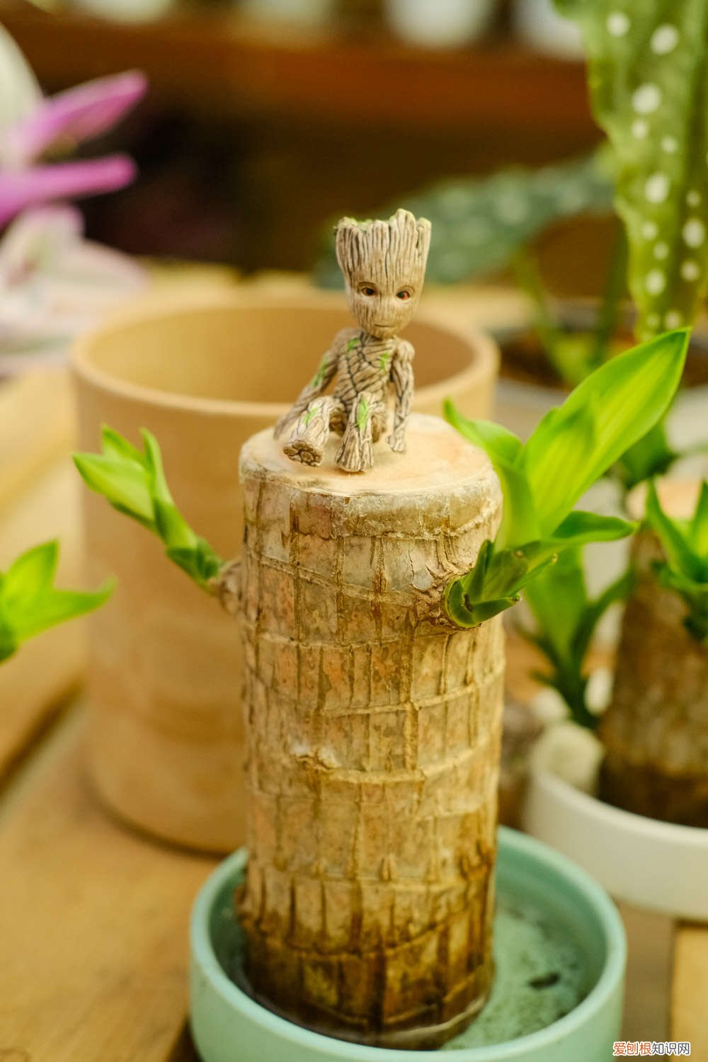 巴西木怎么修剪,打顶后多久发芽出土 巴西木怎么修剪，打顶后多久发芽