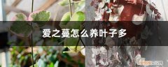 爱之蔓好不好养 爱之蔓怎么养叶子多，叶子越来越小怎么办