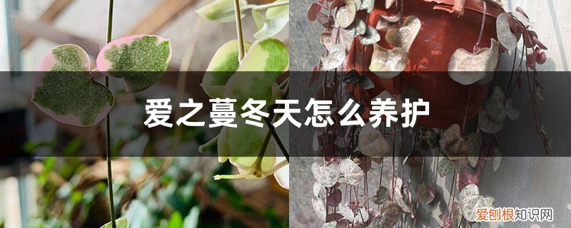 爱之蔓怎么繁殖图解什么季节好 爱之蔓冬天怎么养护，有什么注意事项