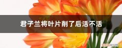 君子兰叶子烂掉了剩下根栽能活吗 君子兰将叶片削了后活不活，只有根能活吗