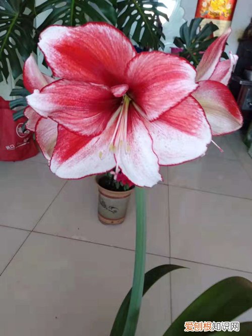 家庭中养花有的为什么不开花 养的花不开花怎么办