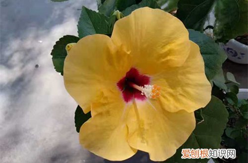 家庭中养花有的为什么不开花 养的花不开花怎么办