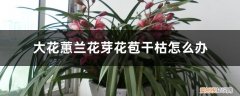 大叶蕙兰花苞干枯 大花蕙兰花芽花苞干枯怎么办，花苞期怎么养护