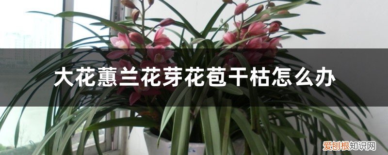 大叶蕙兰花苞干枯 大花蕙兰花芽花苞干枯怎么办，花苞期怎么养护