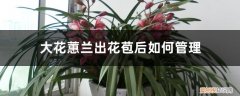 蕙兰来花苞怎么管理 大花蕙兰出花苞后如何管理，有花苞了怎么浇水