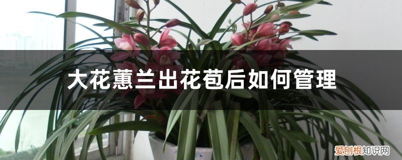 蕙兰来花苞怎么管理 大花蕙兰出花苞后如何管理，有花苞了怎么浇水