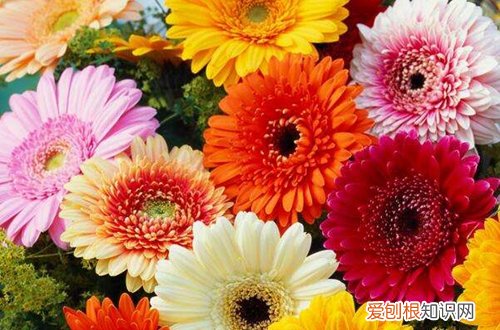 图 盆栽非洲菊怎么养 盆栽非洲菊的养殖方法和注意事项