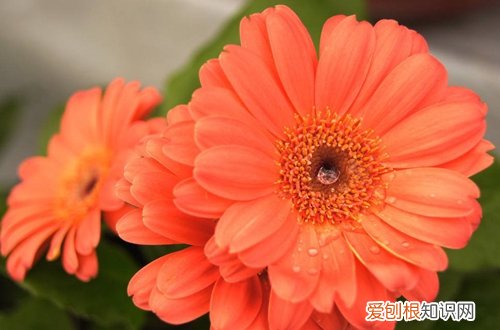 图 盆栽非洲菊怎么养 盆栽非洲菊的养殖方法和注意事项