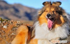 挪威布哈德犬相似的犬 挪威布哈德犬寿命