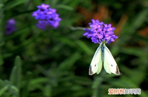 图 如何让薰衣草发芽 薰衣草种子刚发芽如何养护