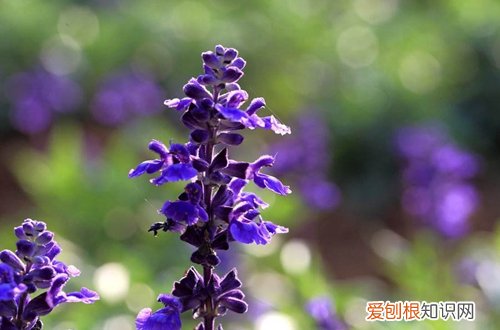 图 如何让薰衣草发芽 薰衣草种子刚发芽如何养护
